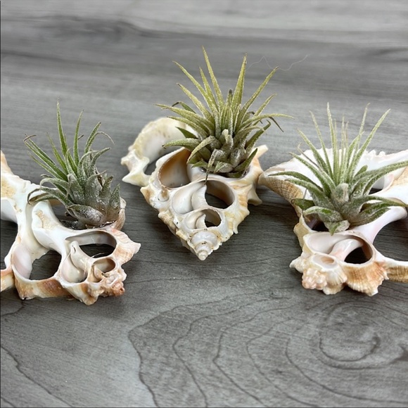 🌿Air Plant in a Shell🌿 - Picture 2 of 6